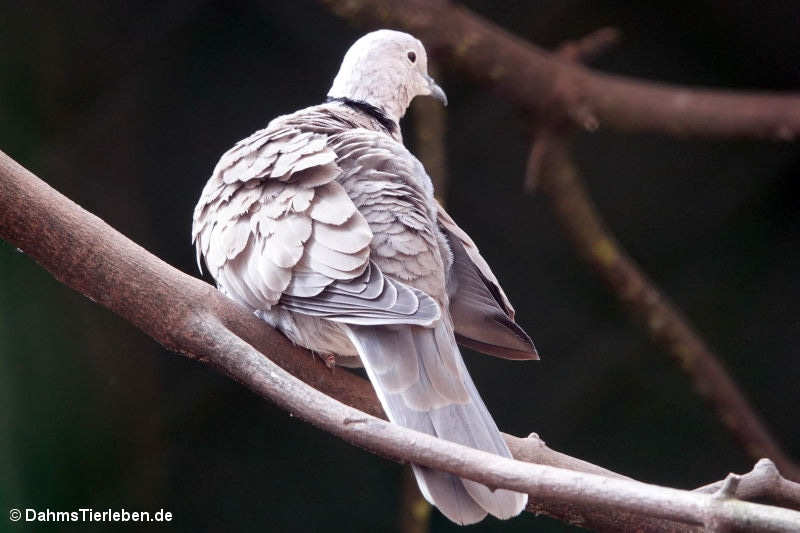 Streptopelia roseogrisea-1