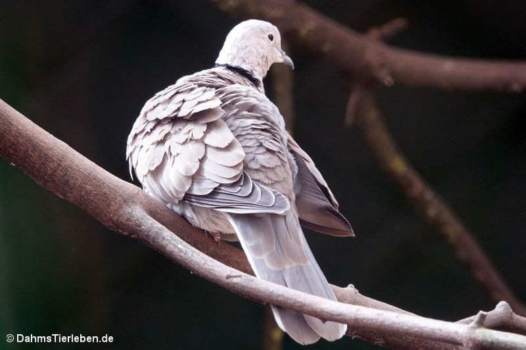 Streptopelia roseogrisea