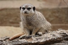 Erdmännchen (Suricata suricatta) im Tierpark Fauna Solingen