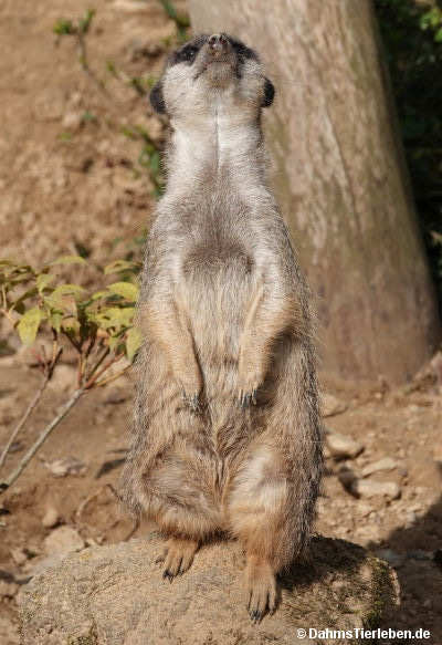 Erdmännchen-2