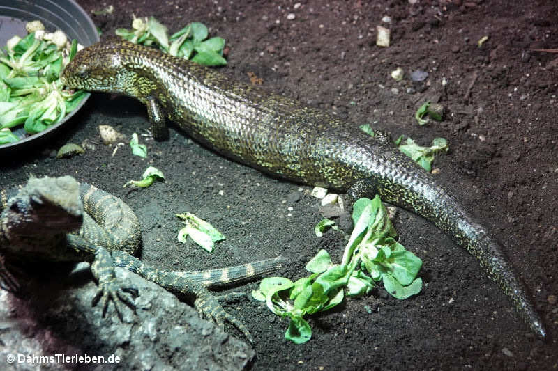 Tiliqua gigas