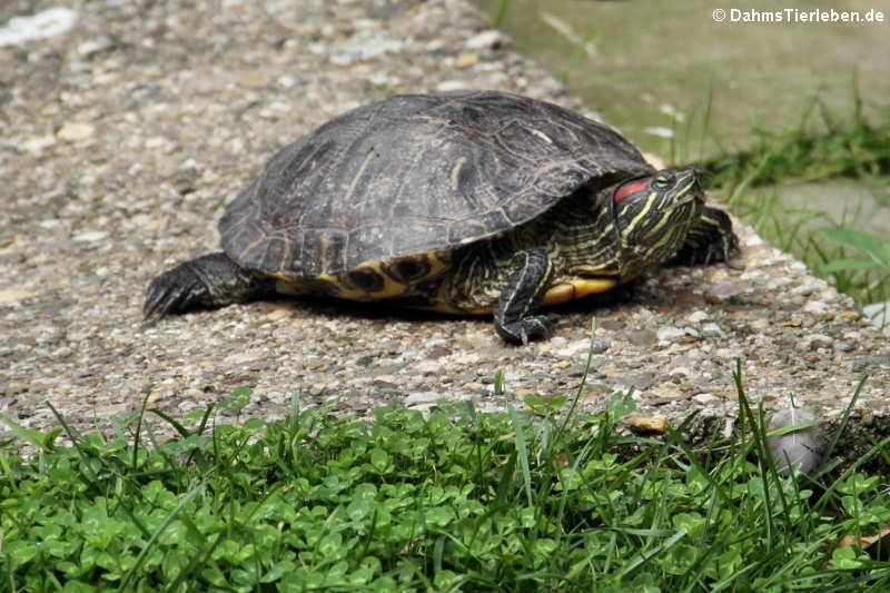 Rotwangen-Schmuckschildkröte (Trachemys scripta elegans)