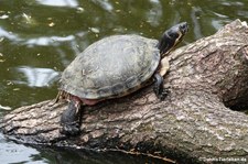 Gelbwangen-Schmuckschildkröten (Trachemys scripta scripta) im Tierpark Fauna Solingen