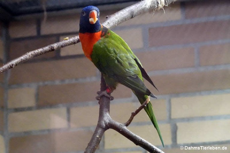 Trichoglossus moluccanus