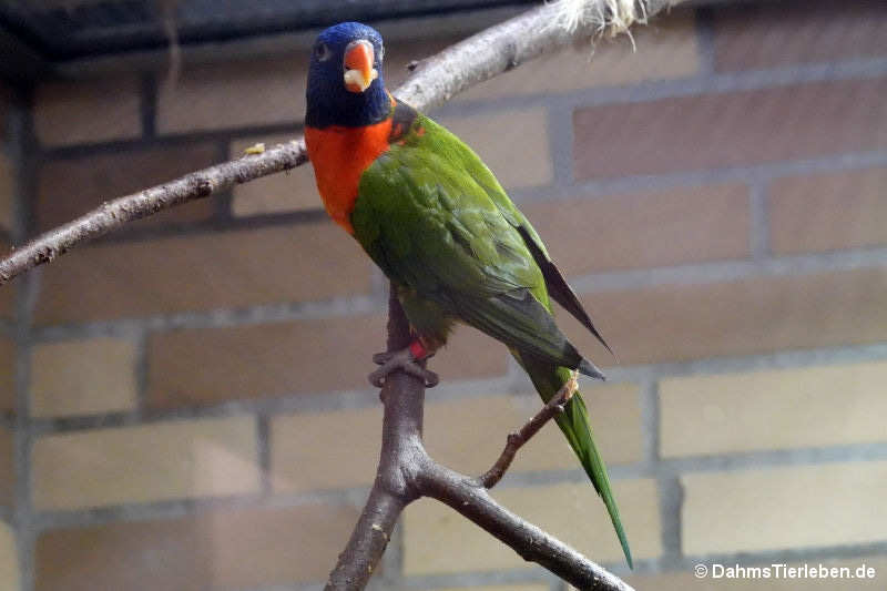 Trichoglossus moluccanus