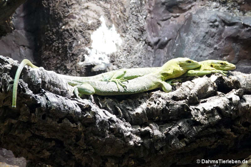 Varanus prasinus
