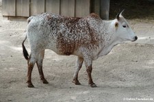 Zwergzebu (Bos primigenius f. taurus) im Tierpark Fauna Solingen