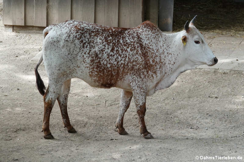 Zwergzebu (Bos primigenius f. taurus)