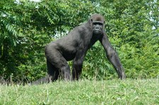 Westlicher Flachlandgorilla