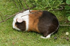 Hausmeerschweinchen (Cavia aperea f. porcellus) in Rolfs Streichelzoo in Köln-Porz