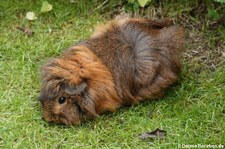 Hausmeerschweinchen (Cavia aperea f. porcellus) in Rolfs Streichelzoo in Köln-Porz