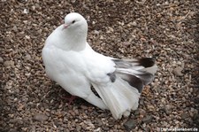 Pfautaube (Columba livia f. domestica) in Rolfs Streichelzoo in Köln-Porz