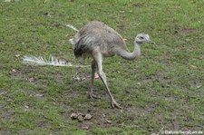 Junger Nandu (Rhea americana)  in Rolfs Streichelzoo in Köln-Porz