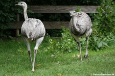 Nandus (Rhea americana)  in Rolfs Streichelzoo in Köln-Porz