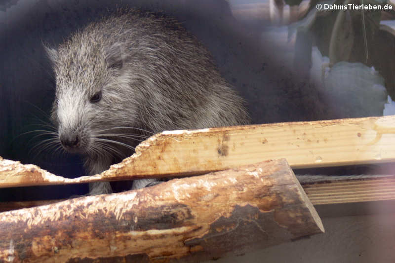 Hutiaconga Capromys pilorides-1