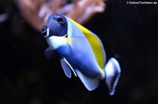 Weißkehl-Doktorfisch (Acanthurus leucosternon) in der Wilhelma Stuttgart