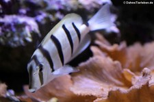 Gitter-Doktorfisch (Acanthurus triostegus) in der Wilhelma Stuttgart