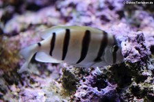 Gitter-Doktorfisch (Acanthurus triostegus) in der Wilhelma Stuttgart