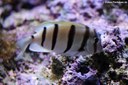 Acanthurus triostegus