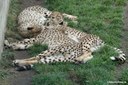 Acinonyx jubatus