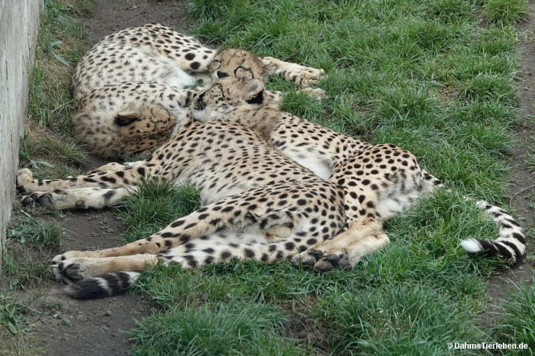 Acinonyx jubatus