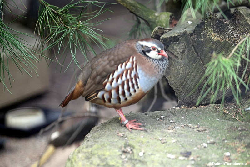 Alectoris rufa