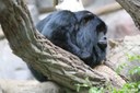 Alouatta caraya