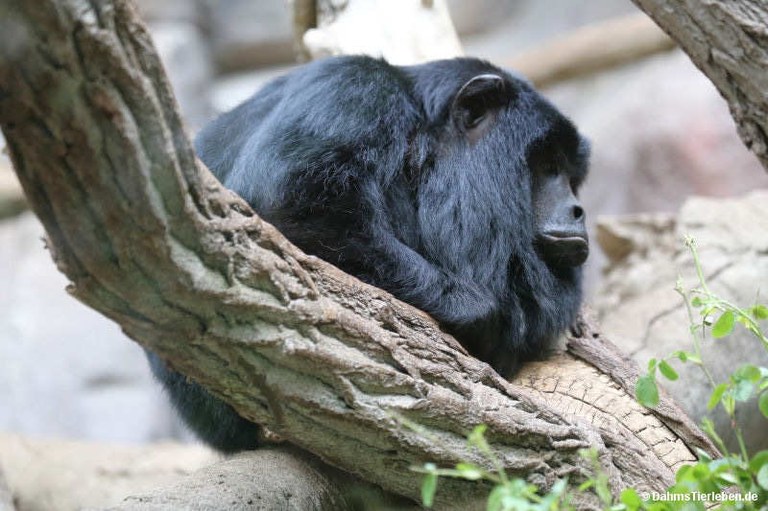 Alouatta caraya