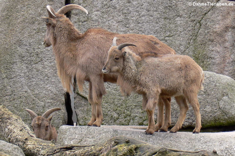 Mähnenspringer (Ammotragus lervia)