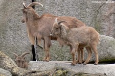 Mähnenspringer (Ammotragus lervia) in der Wilhelma Stuttgart