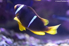 Rotmeer Anemonenfisch (Amphiprion bicinctus) in der Wilhelma Stuttgart