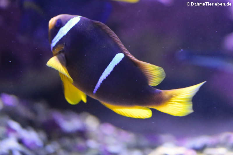 Amphiprion bicinctus