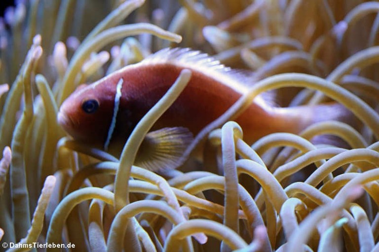 Amphiprion perideraion