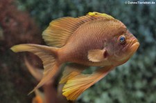 Mittelmeer-Fahnenbarsch (Anthias anthias) in der Wilhelma Stuttgart