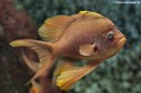 Anthias anthias