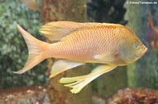 Mittelmeer-Fahnenbarsch (Anthias anthias) in der Wilhelma Stuttgart