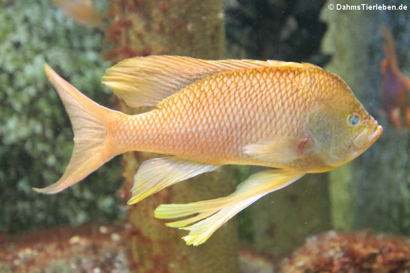 Anthias anthias-2