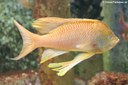 Anthias anthias