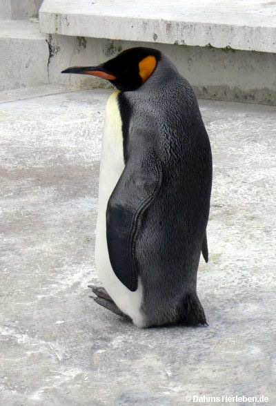 Aptenodytes patagonicus-3
