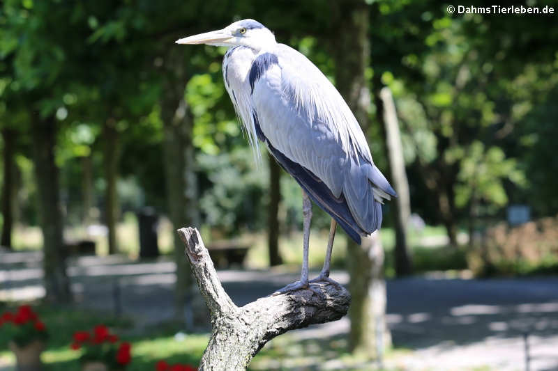 Graureiher (Ardea cinerea cinerea)