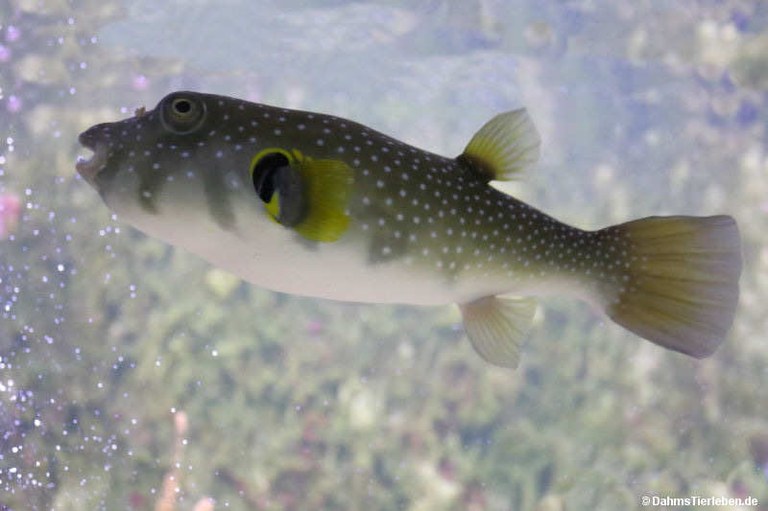 Arothron hispidus