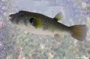 Arothron hispidus
