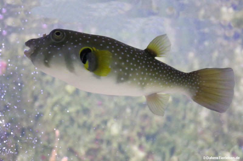 Weißflecken-Kugelfisch
(Arothron hispidus) Arothron hispidus