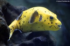 Schwarzflecken-Kugelfisch (Arothron nigropunctatus) in der Wilhelma Stuttgart