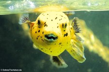 Schwarzflecken-Kugelfisch (Arothron nigropunctatus) in der Wilhelma Stuttgart