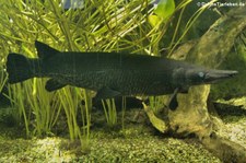 Alligatorhecht (Atractosteus spatula) in der Wilhelma Stuttgart