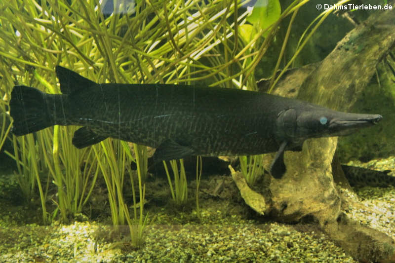 Atractosteus spatula-1