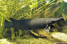 Alligatorhecht (Atractosteus spatula) in der Wilhelma Stuttgart