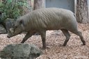 Babyrousa babyrussa