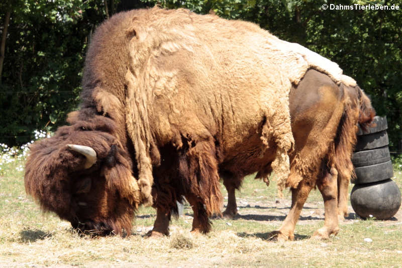 Amerikanischer Bison (Bison bison)